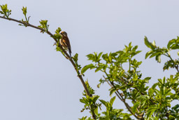 Linotte mélodieuse
- Common Linnet
