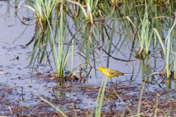 Bergeronnette printanière - Western Yellow Wagtail