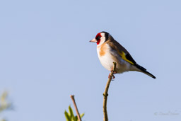 Chardonneret élégant
- European Goldfinch