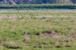 Hibou des marais
- Short-eared Owl