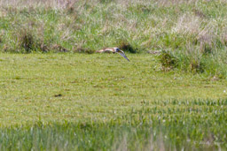 Hibou des marais
- Short-eared Owl