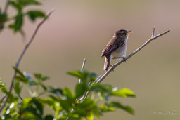Phragmite des joncs
- Sedge Warbler
