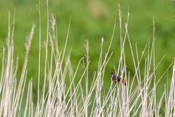 Gorgebleue à miroir - Bluethroat