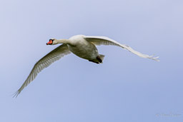 Cygne tuberculé
- Mute Swan