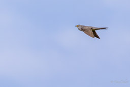 Coucou gris - Cuculus canorus