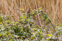 Locustelle tachetée
- Common Grasshopper Warbler