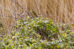 Locustelle tachetée
- Common Grasshopper Warbler
