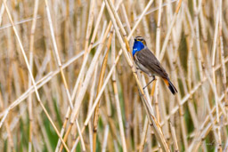 Gorgebleue à miroir - Bluethroat