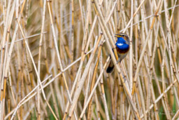 Gorgebleue à miroir - Bluethroat
