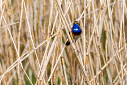 Gorgebleue à miroir - Bluethroat