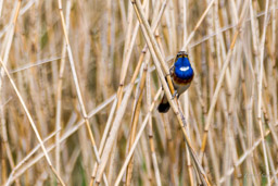 Gorgebleue à miroir - Bluethroat