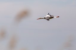 Cigogne blanche
- White Stork