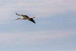 Cigogne blanche
- White Stork
