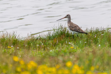 Barge à queue noire -
Black-tailed Godwit  