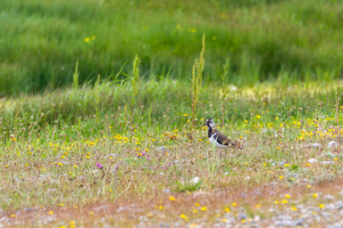Vanneau huppé
- Northern Lapwing  