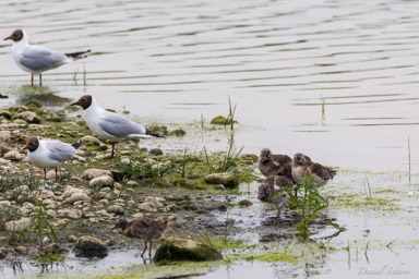 Mouette rieuse - Black-headed Gull  