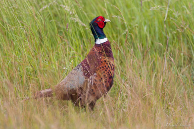 Faisan de Colchide - Common Pheasant  