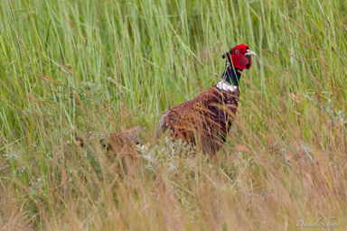 Faisan de Colchide - Common Pheasant  