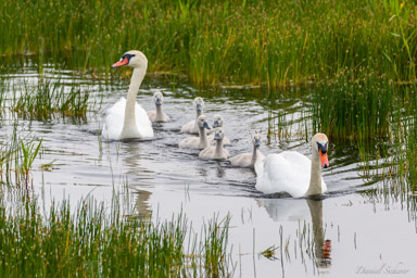 Cygne tuberculé - Mute Swan  