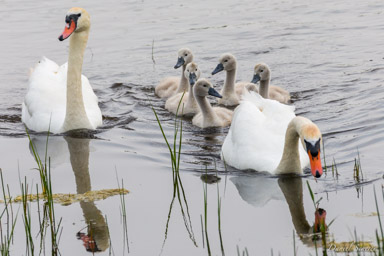 Cygne tuberculé - Mute Swan  