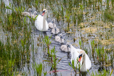 Cygne tuberculé - Mute Swan  