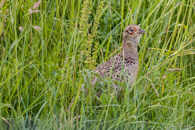 Faisan de Colchide - Common Pheasant ♀  