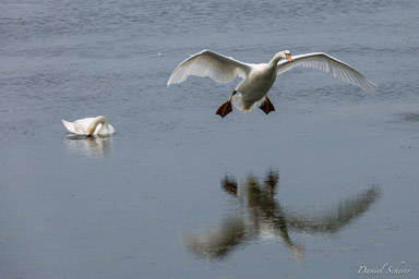 Cygne tuberculé - Mute Swan  