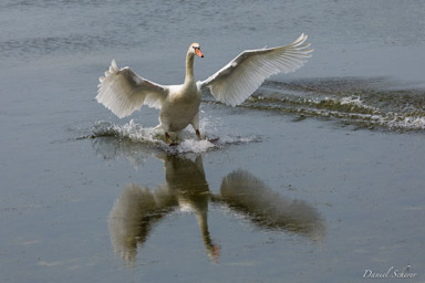 Cygne tuberculé - Mute Swan  