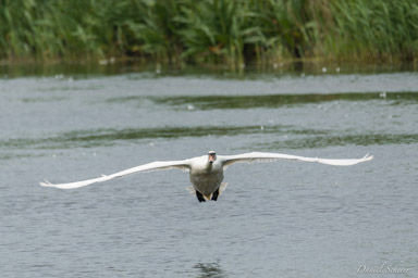 Cygne tuberculé - Mute Swan  