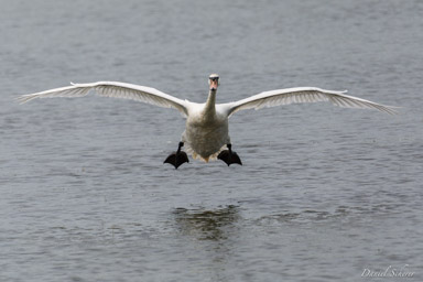 Cygne tuberculé - Mute Swan  