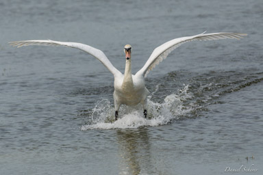 Cygne tuberculé - Mute Swan  