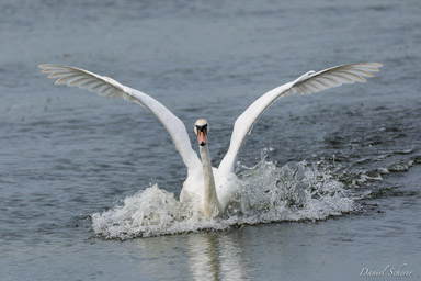 Cygne tuberculé - Mute Swan  