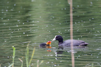 Foulque macroule
- Eurasian Coot  
