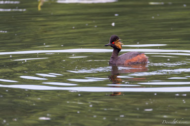Grèbe à cou noir - Black-necked Grebe  