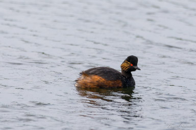 Grèbe à cou noir - Black-necked Grebe  