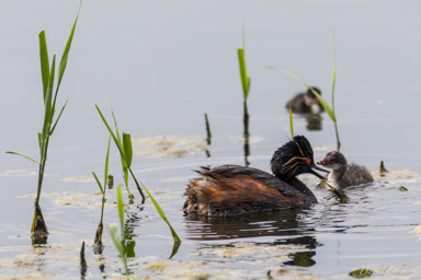 Grèbe à cou noir - Black-necked Grebe  