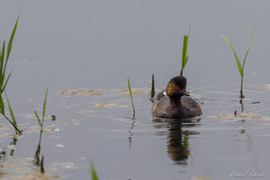 Grèbe à cou noir - Black-necked Grebe  