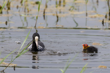 Foulque macroule
- Eurasian Coot  