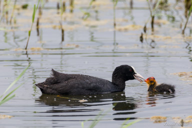 Foulque macroule
- Eurasian Coot  