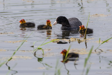 Foulque macroule
- Eurasian Coot  