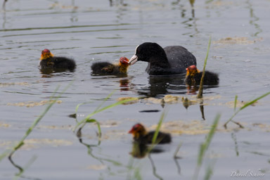 Foulque macroule
- Eurasian Coot  