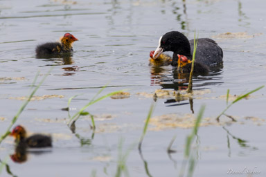 Foulque macroule
- Eurasian Coot  