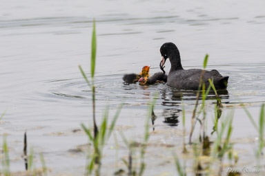 Foulque macroule
- Eurasian Coot  