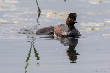 Grèbe à cou noir - Black-necked Grebe  