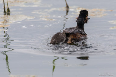 Grèbe à cou noir - Black-necked Grebe  