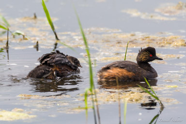 Grèbe à cou noir - Black-necked Grebe  