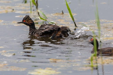 Grèbe à cou noir - Black-necked Grebe  