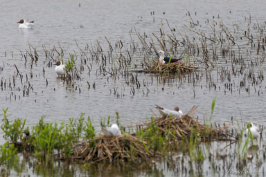 Échasse blanche -
Black-winged Stilt  