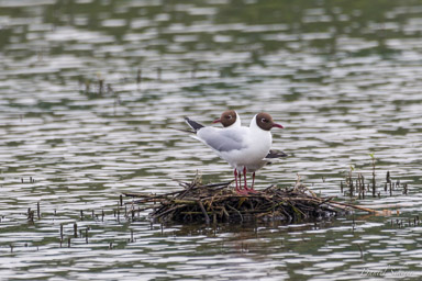 Mouette rieuse - Black-headed Gull  