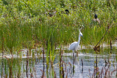 Aigrette garzette
 - Little Egret  
